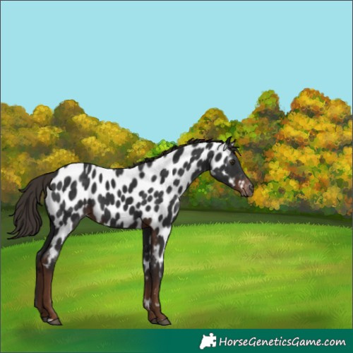 Horse Color:Gray Liver Chestnut Near Leopard Rabicano 