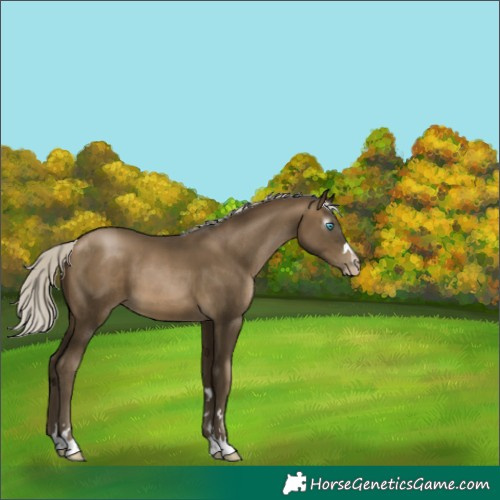 Horse Color:Gray Silver Buckskin Pearl 