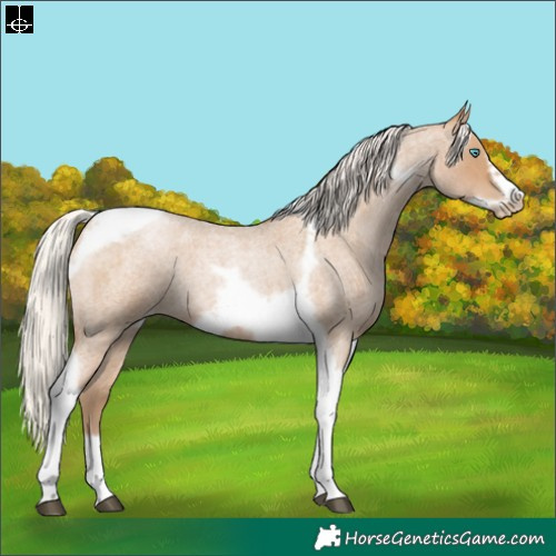 Horse Color:Silver Blue Roan Pearl Tobiano Frame 
