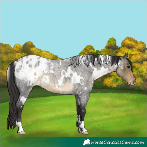 Horse Color:White Spotted Buckskin Roan Appaloosa 