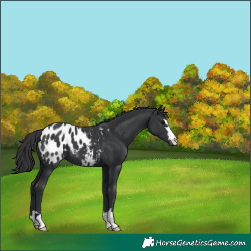 Horse Color:Black Blanket 