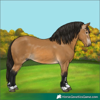 Horse Color:Gray Buckskin 