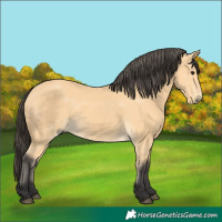 Horse Color:Buckskin 