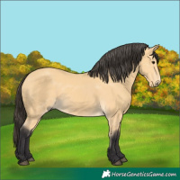 Horse Color:Buckskin 