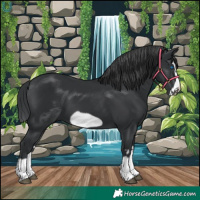 Horse Color:Black Splash Frame
