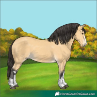 Horse Color:Buckskin 