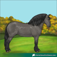 Horse Color:Grullo 