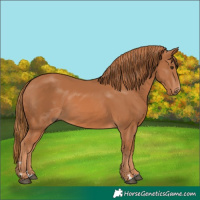 Horse Color:Chestnut 