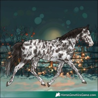 Horse Color:Liver Chestnut Sabino Splash Near Leopard  and Liver Chestnut Sabino Splash Near Leopard 