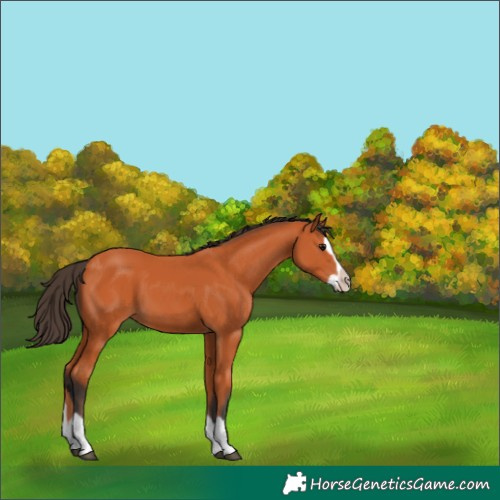 Horse Color:Bay Splash Frame