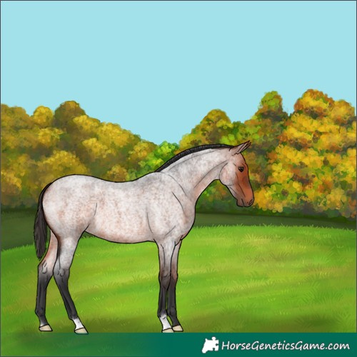 Horse Color:Bay Roan 