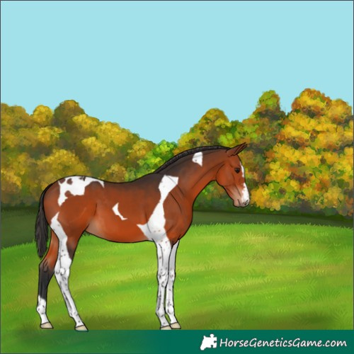 Horse Color:Bay Tobiano 