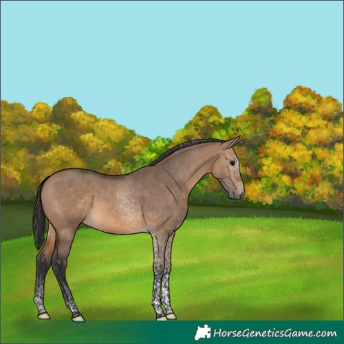 Horse Color:Brown Dun Tobiano 