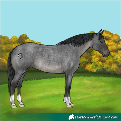 Horse Color:Blue Roan