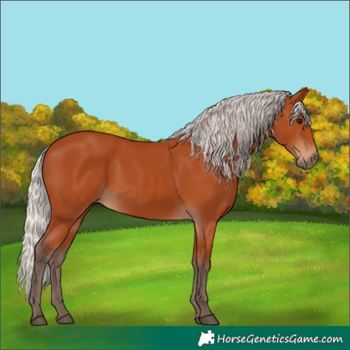 Horse Color:Silver Bay 