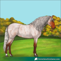 Horse Color:Silver Bay Roan 