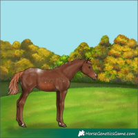 Horse Color:Chestnut 