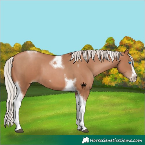 Horse Color:Silver Black Pearl Tobiano Frame