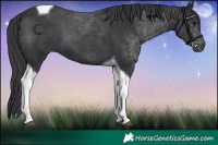 Horse Color:Black Tobiano 