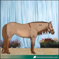 Horse Color:Red Dun 