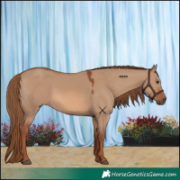 Horse Color:Red Dun 