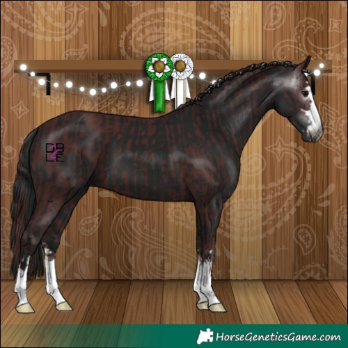 Horse Color:Gray Chocolate Black and Gray Black