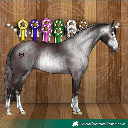 Horse Color:Gray Chocolate Black  and Gray Black 