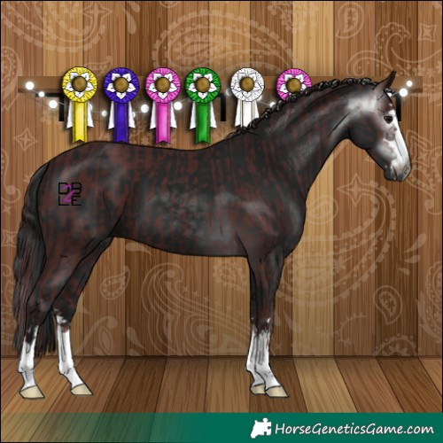 Horse Color:Gray Chocolate Black  and Gray Black 