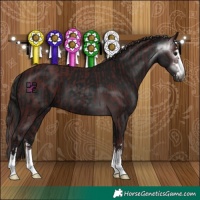 Horse Color:Gray Chocolate Black and Gray Black