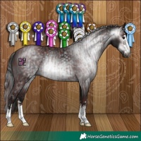 Horse Color:Gray Chocolate Black and Gray Black