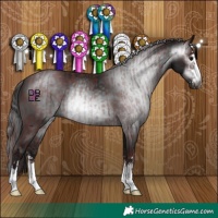 Horse Color:Gray Chocolate Black  and Gray Black 