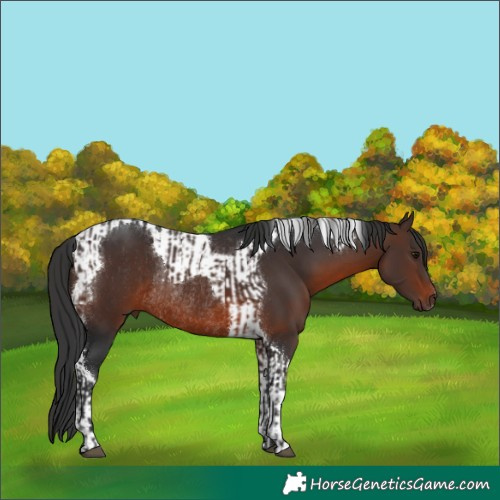 Horse Color:Brown  and Brown Tobiano Rabicano 
