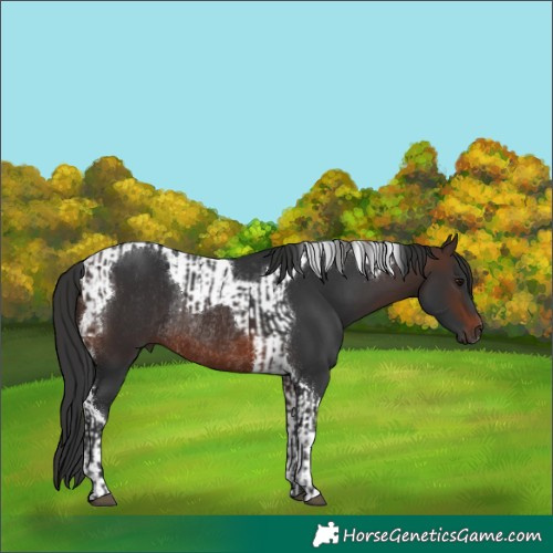 Horse Color:Brown  and Brown Tobiano Rabicano 