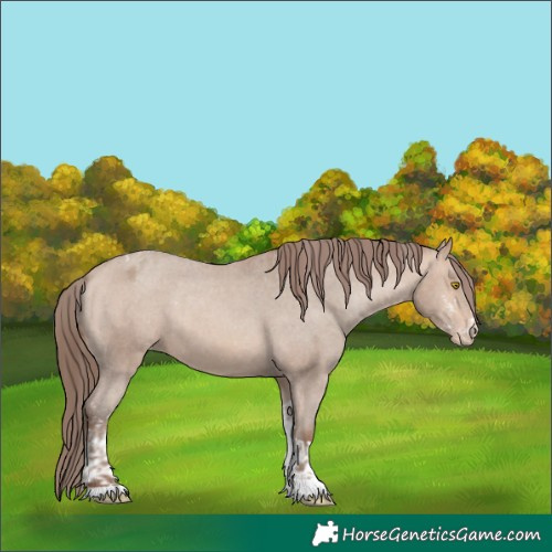 Horse Color:Amber Champagne Sabino Tobiano Appaloosa  and Amber Champagne Sabino Tobiano Appaloosa 