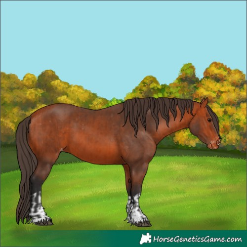 Horse Color:Bay Appaloosa  and Bay Appaloosa 