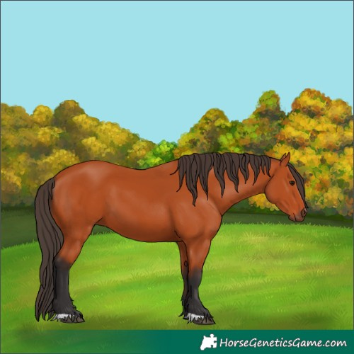 Horse Color:Bay 