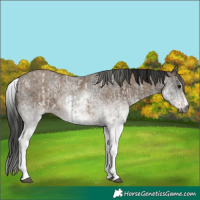 Horse Color:Gray White Spotted Black  and Gray White Spotted Classic Champagne 