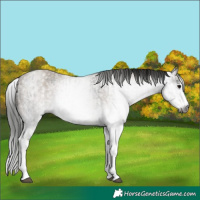 Horse Color:Gray White Spotted Black and Gray White Spotted Classic Champagne