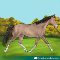 Horse Color:Amber Champagne Splash