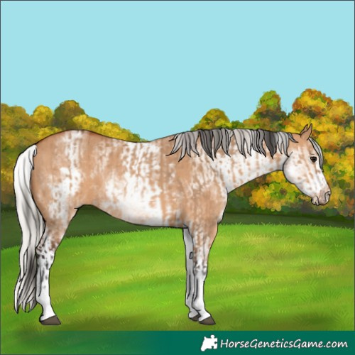 Horse Color:White Spotted Bay Dun Rabicano and White Spotted Silver Bay Dun Rabicano