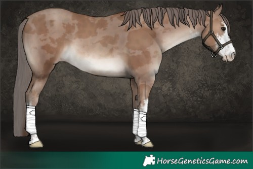 Horse Color:White Spotted Classic Champagne Merle 