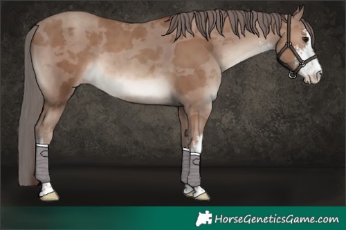 Horse Color:White Spotted Classic Champagne Merle 