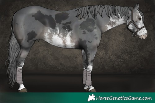 Horse Color:White Spotted Black Merle 