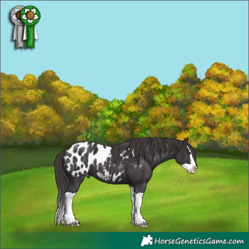 Horse Color:Smoky Black Splash Appaloosa
