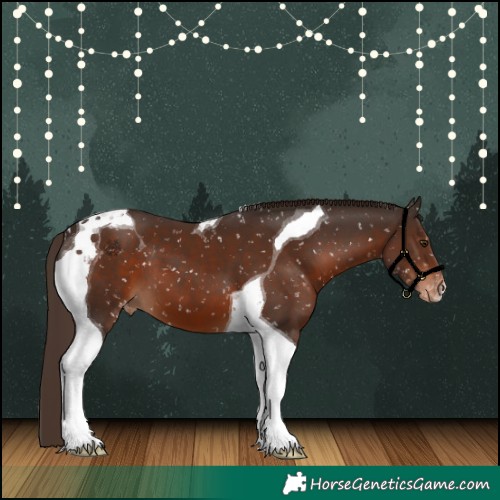 Horse Color:Liver Chestnut Tobiano Appaloosa