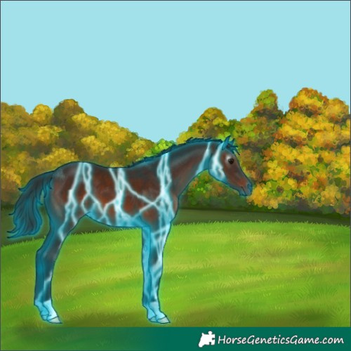 Horse Color:Gray Thunderstruck Bay