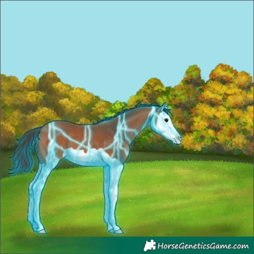 Horse Color:Thunderstruck Bay Splash