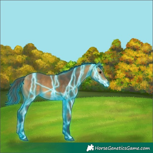 Horse Color:Thunderstruck Buckskin
