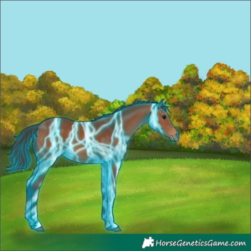 Horse Color:Thunderstruck Bay 