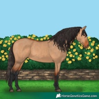 Horse Color:Bay Dun